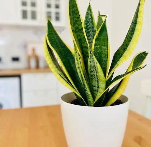 L'albicocco - Сasa de vacaciones Celle Ligure